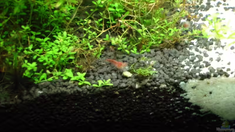 kleine Red Cherry 22.11.08 von quickmike (13)