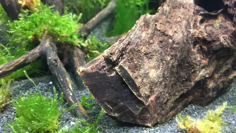 Kleine Red Fire Garnele auf der Wurzel von Clemens (7)