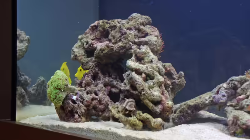 kleine Riffsäule links 04/2012 von Dominik N. (9)