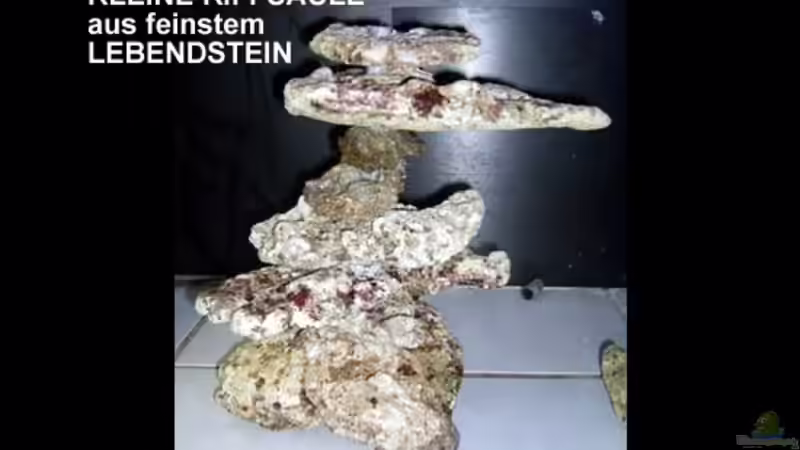 Kleine Riffsäule links von The_Lizardking (11)