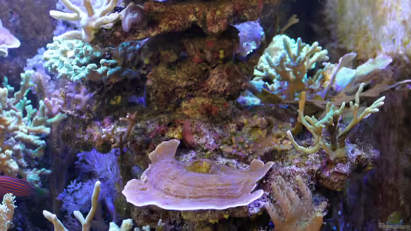 Kleine Riffsäule links von The_Lizardking (13)