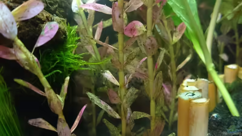 Kleine Rotala von Jahira (9)