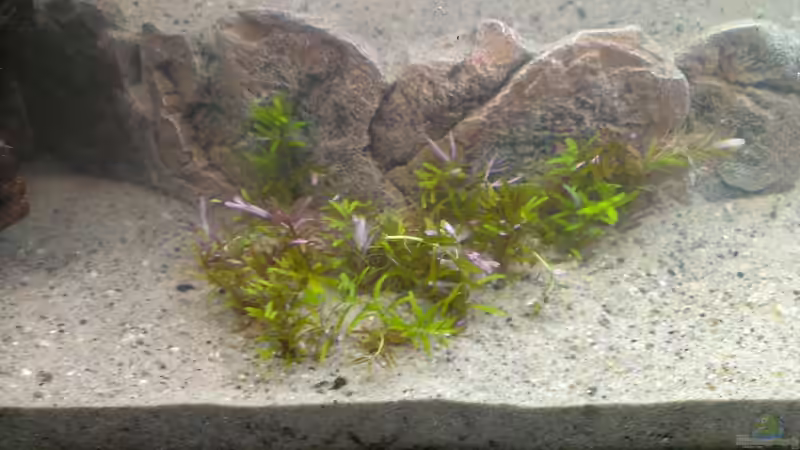 Kleine Rotala von raubsau (129)