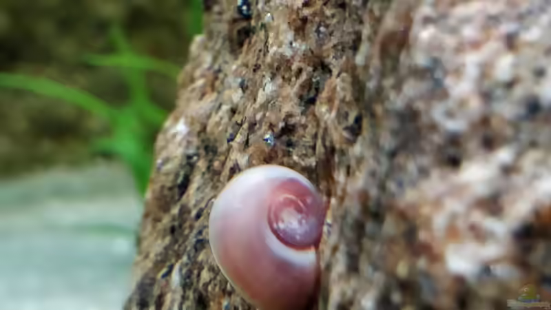 Kleine rote Posthornschnecke von Woidma (93)
