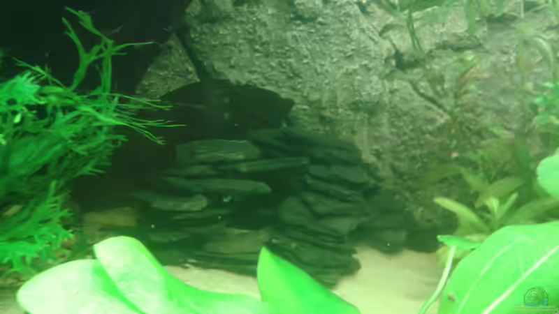 kleine Rückzugsmöglichkeit von Deoroller (44)