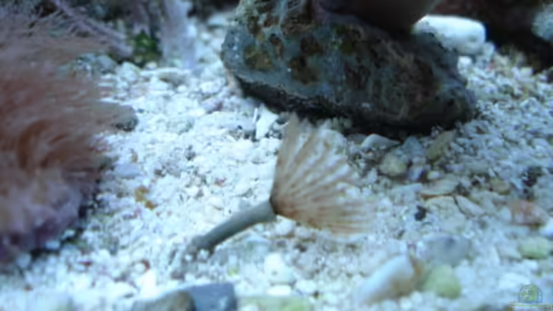 Kleine Sabellastarte (?) von hej kompisar (13)