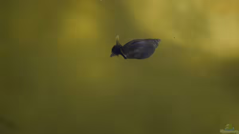 Kleine Schlammspitz Schnecke 11.05.2019 von Acki50 (57)