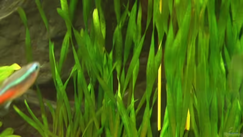 Kleine Schrauben-Vallisnerie (Vallisneria tortifolia) von Jens und Nancy Döring (11)