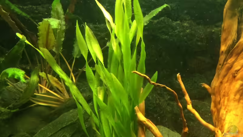 Kleine Schraubenvallisnerie von X-Rayminator (7)