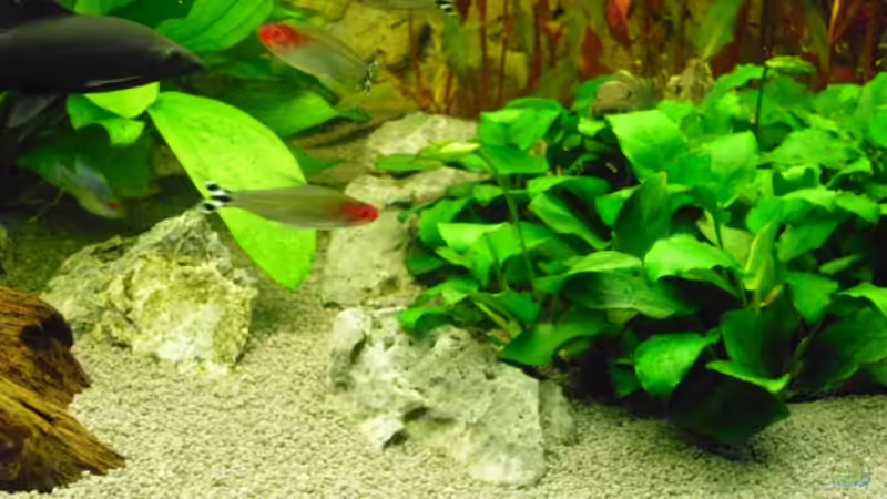 kleine Steine von Andy 86 (6)