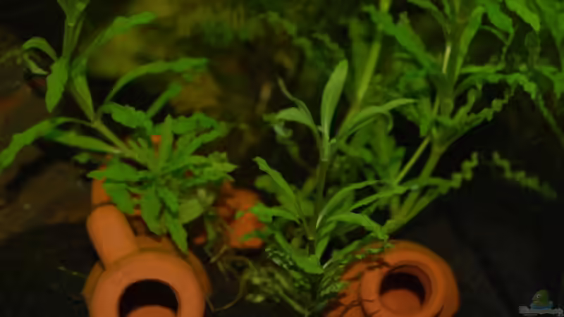 Kleine Sternpflanze mit Dekotöpfen von Bernhard Messinger (6)