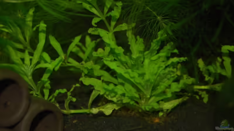 Kleine Sternpflanze von Bernhard Messinger (5)