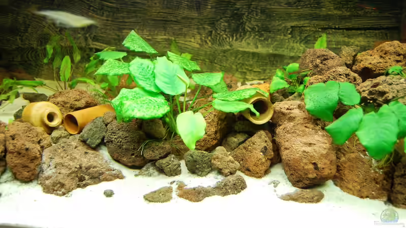 Kleine Tonröhren und viele Zwischenräumen in den Steinaufbauten. Die Dornaugen von derFalk (28)