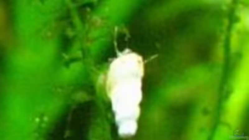 kleine Turmdeckelschnecke von Marlone (12)