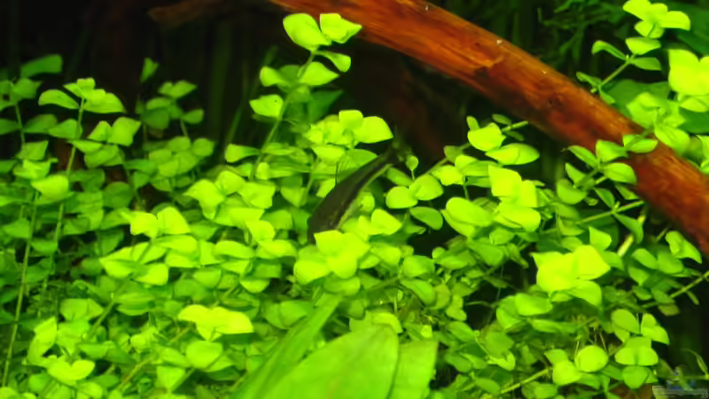 Kleine Unterwasselt von AquaTropica CGN (13)