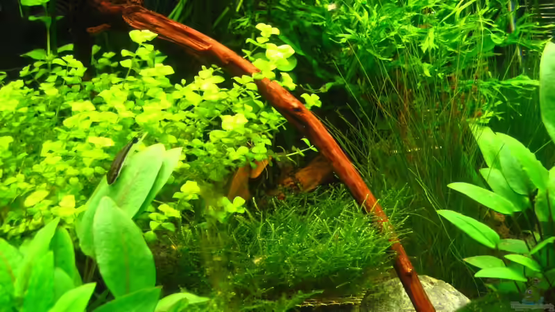 Kleine Unterwasserwelt von AquaTropica CGN (12)
