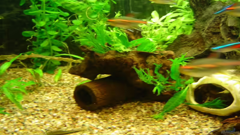 kleine Verstecke für die Welse von Cristian (4)