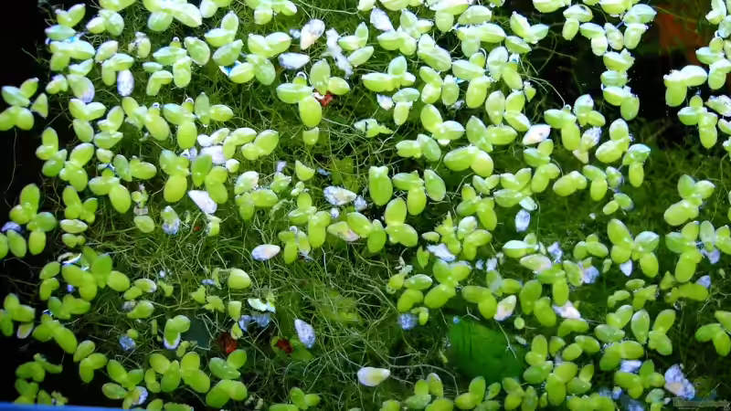 Kleine Wasserlinse von Lee Kienle (16)