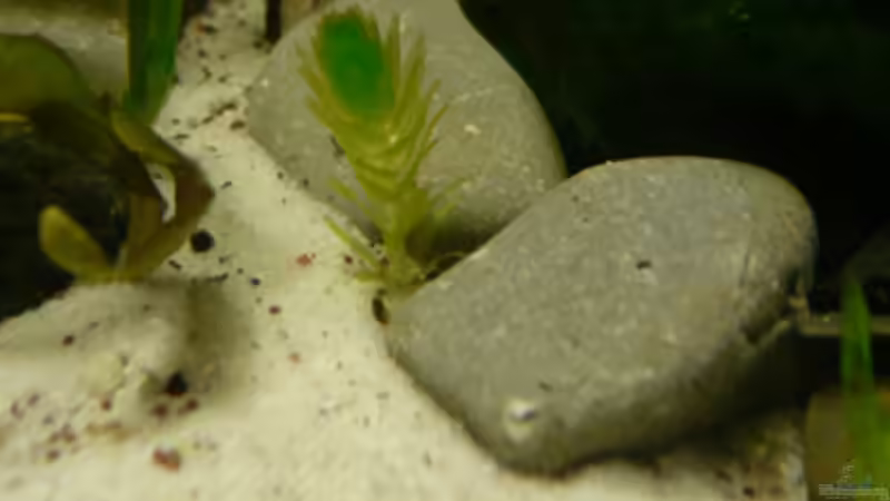 Kleine Wasserpest von Cichlid Power (7)