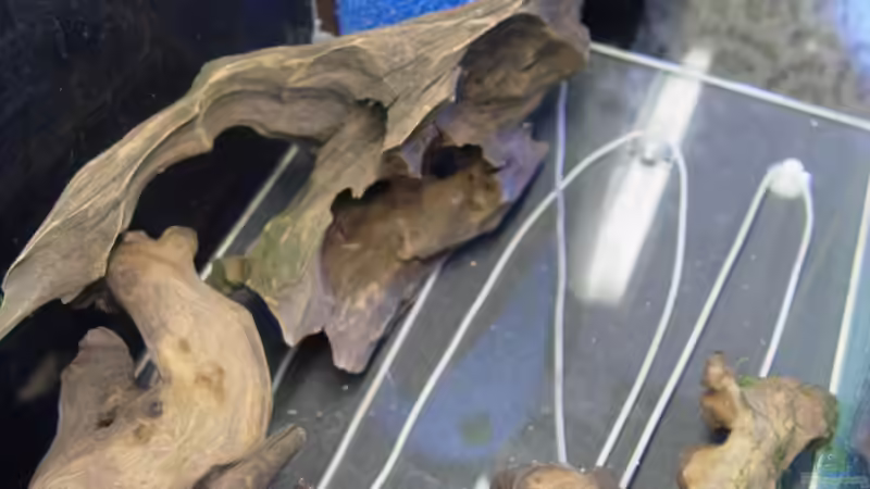 kleine Wurzel, für ne Terrasse von Bruce (10)