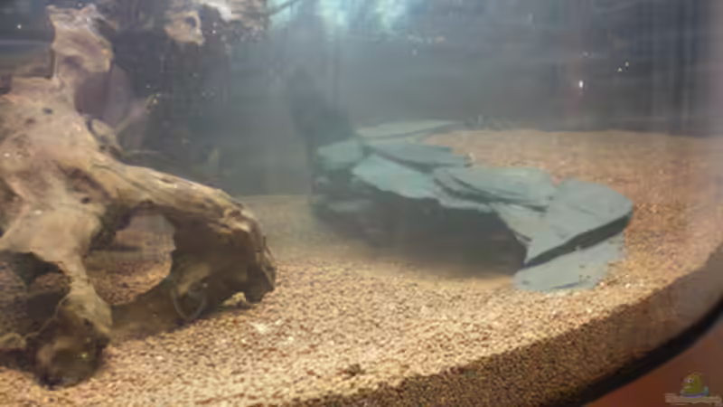 Kleine Wurzel & Terrasse... von Thomas Ahrens (30)