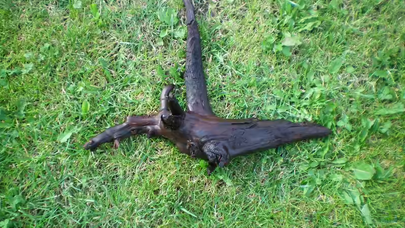 kleine wurzel (ca.30cm lang) von Falk Bellmann (29)