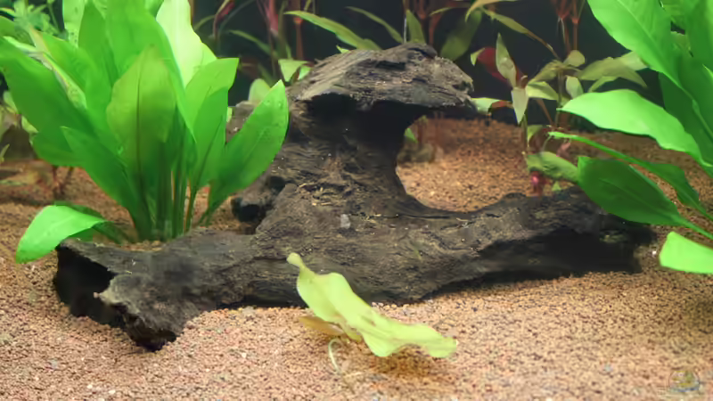 kleine Wurzel links von urml87 (20)