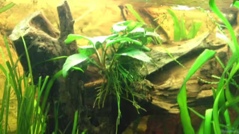 Kleine Wurzel mit Anubia von LockHeed (15)