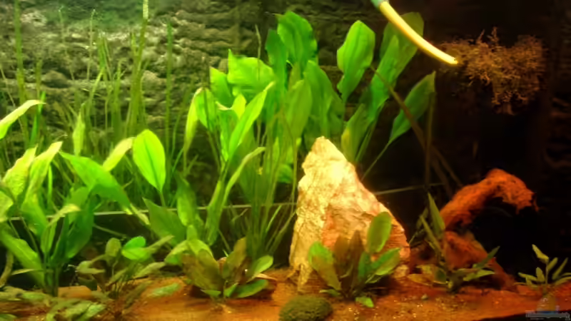 kleine Wurzel und noch am zuwachsender filterschlauch von Mirtscho (13)