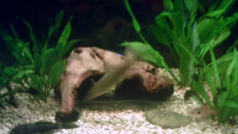 Kleine Wurzel von Sascha.L (10)