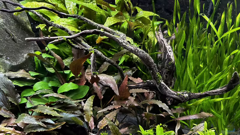 Kleine Wurzel von Thilo (22)