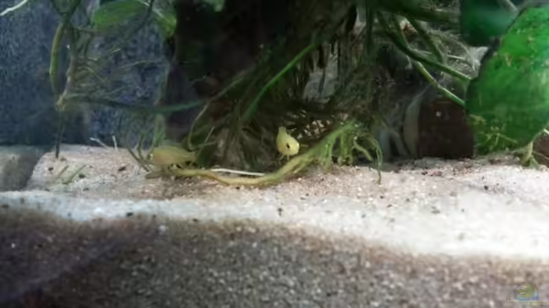 Kleine Yellows zwischen den Anubien von Udo Lehr (36)