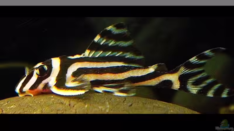 Kleine Zebras aus Brasilien,der Hypancistrus zebra / L 46 !!!