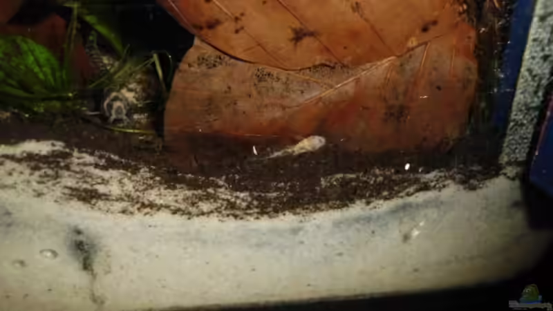 Kleiner Albino Antennenwels und Dornauge von Nils Müller (8)