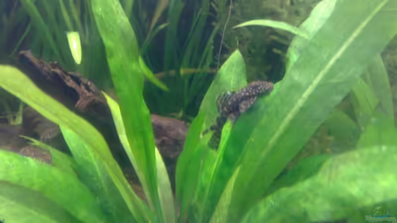 kleiner Antennenwels auf einem blatt von AlexR6 (11)