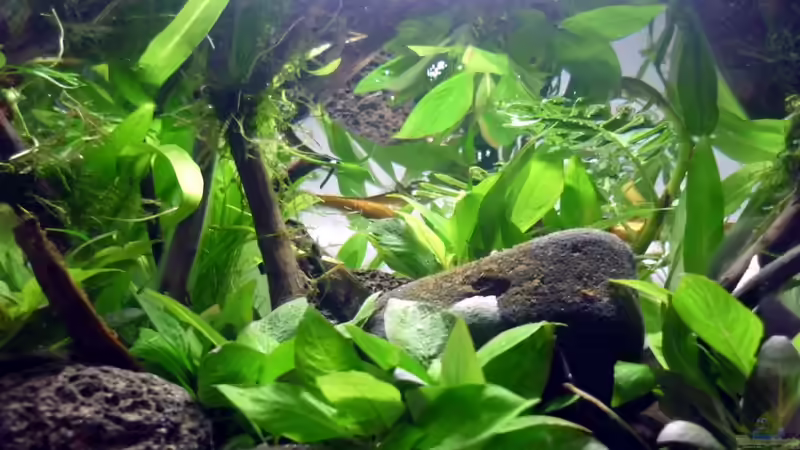 kleiner Ausschnitt aus dem Becken von Chris_R. (28)