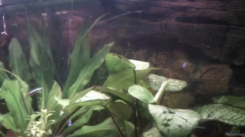 Kleiner Ausschnitt der Folienrückwand am Becken von mikael38 (11)