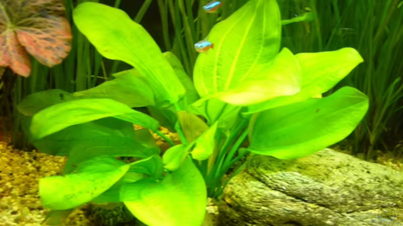 kleiner Bär von Kim (6)