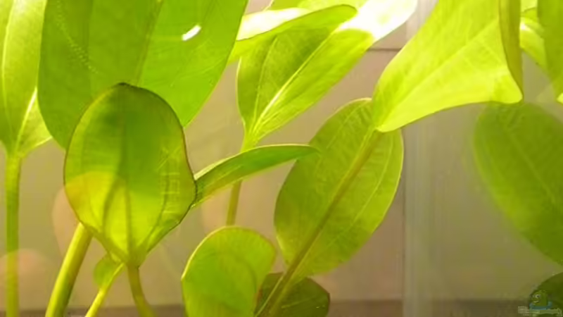 Kleiner Bär von Marci (8)