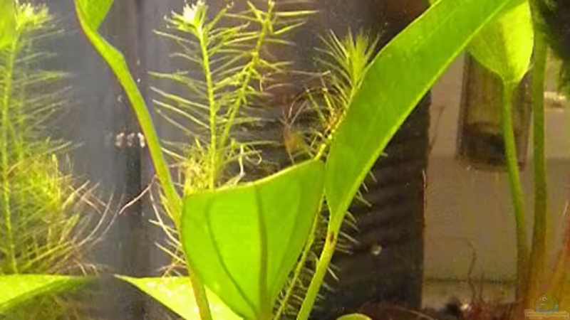 Kleiner Bär von Marci (9)