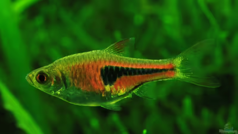 Kleiner Bärbling ganz gro??, der Espes Keilfleckbärbling !