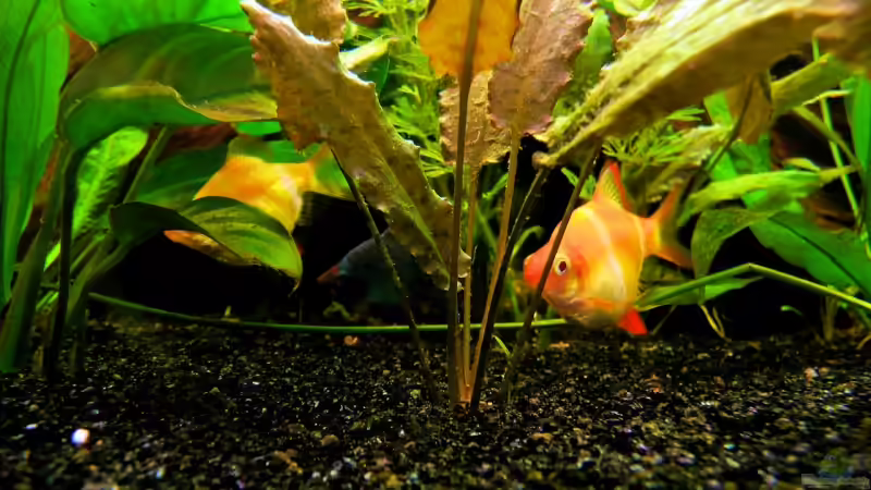 Moos als Deko im Aquarium (Einrichtungsbeispiele mit Moosen)