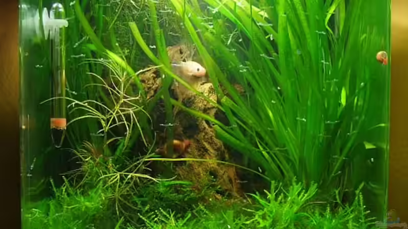 Kleiner Betta-Dschungel März 2013