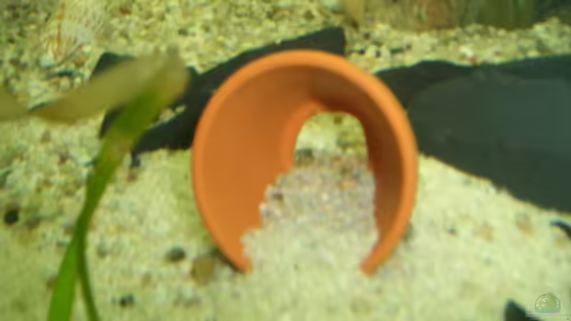 kleiner blumentopf von Andre Schumacher (20)