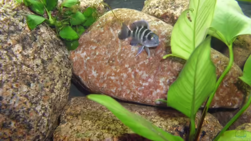 kleiner Bock von deBouwer (34)