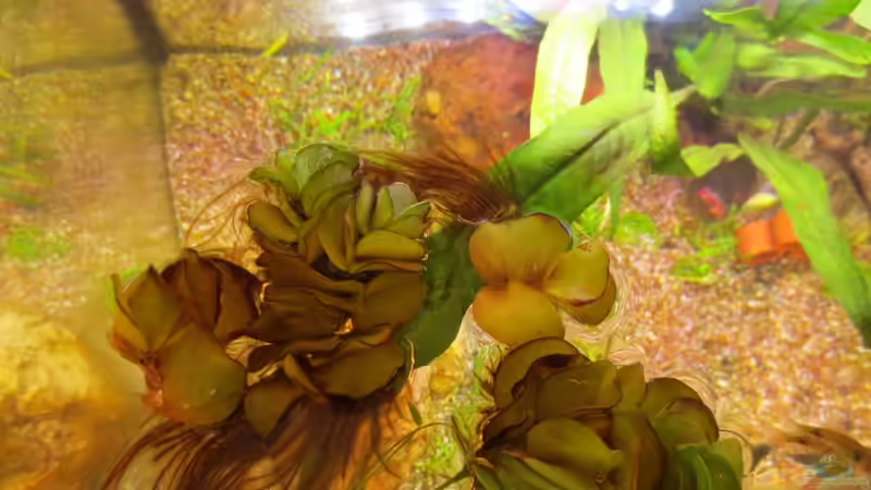 Kleiner Büschelfarn von Ejela (5)