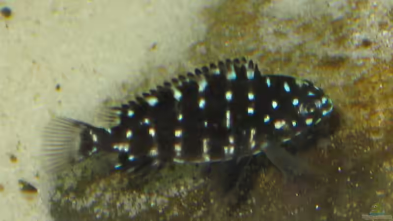 Kleiner Dubi- die Juvenil Zeichnung  von Maclya (15)