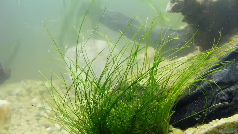 kleiner Durchblick... von Falk (8)