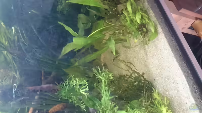 Kleiner Durchgang nach rechts hinten, im Vordergrund eine Echinodorus vesuvius, hinten die Jaguar von GonZo (11)