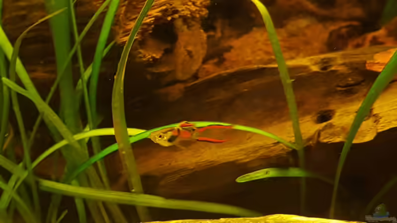 Kleiner Endler von painless Tdb-music (32)